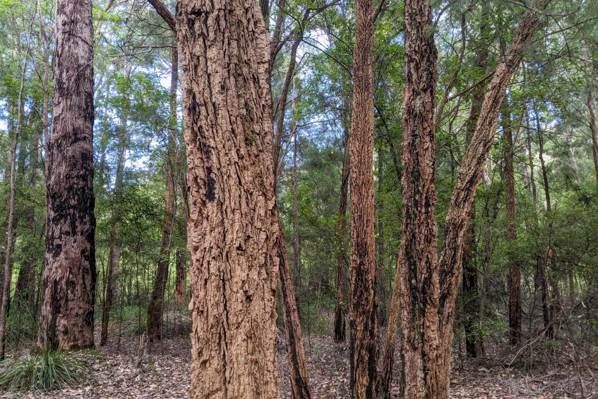 A grove of sheoaks at Grass Tree Hollow