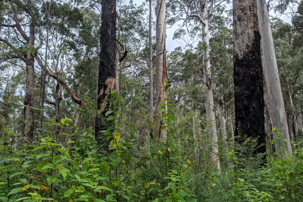 Mixed karri-marri forest in Greater Beedelup National Park Mixed karri-marri forest in Greater Beedelup National Park