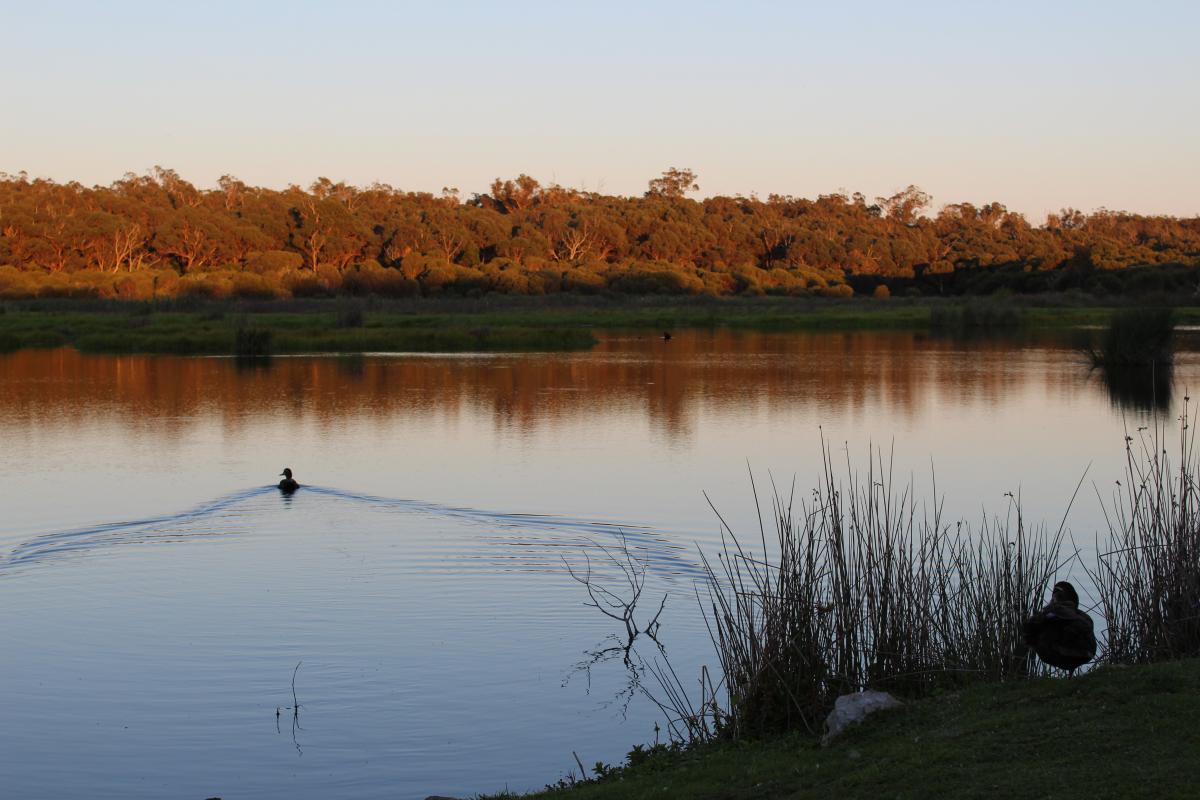 a lake at dusk with two ducks and dense sunlit forest in the background 