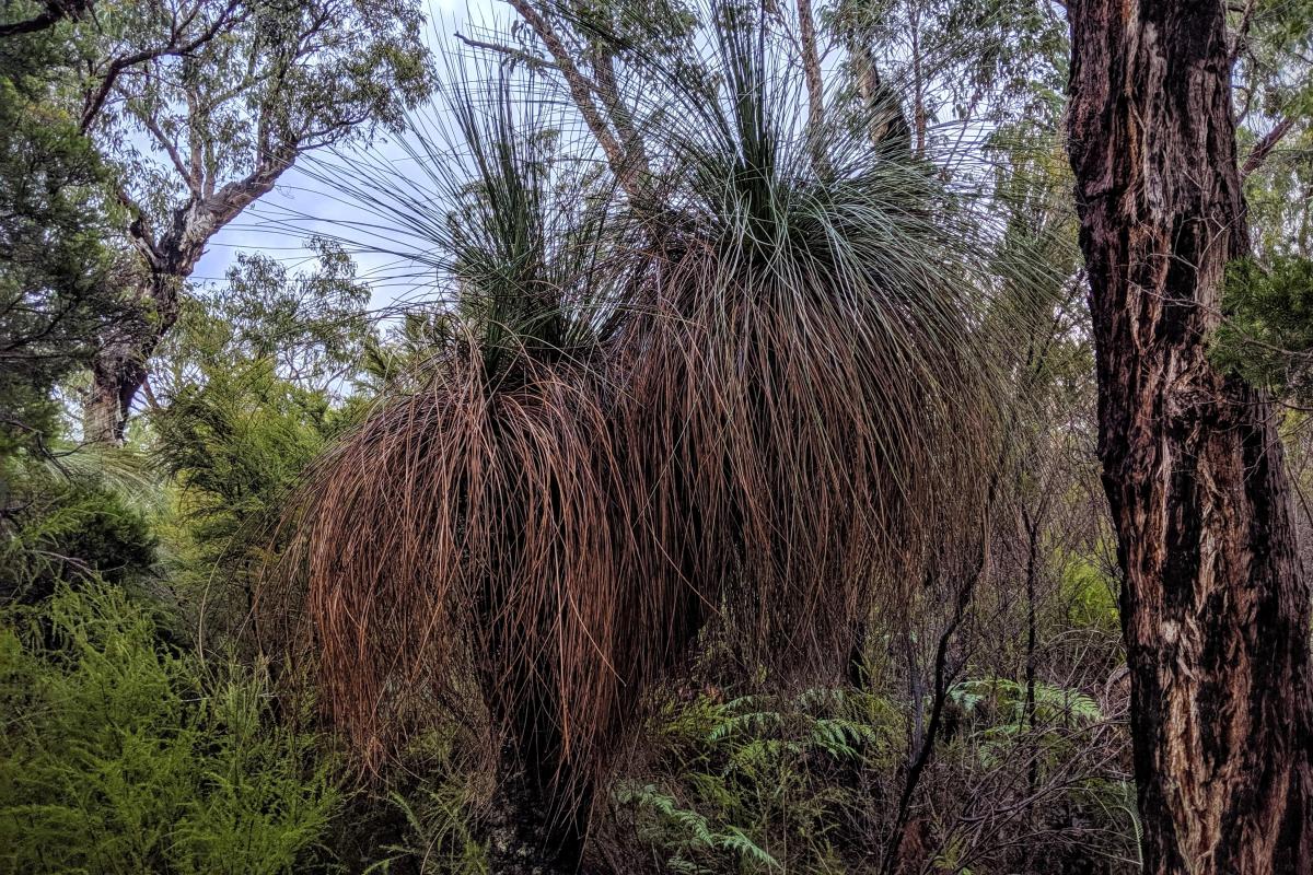 Grass trees in Hawke National Park