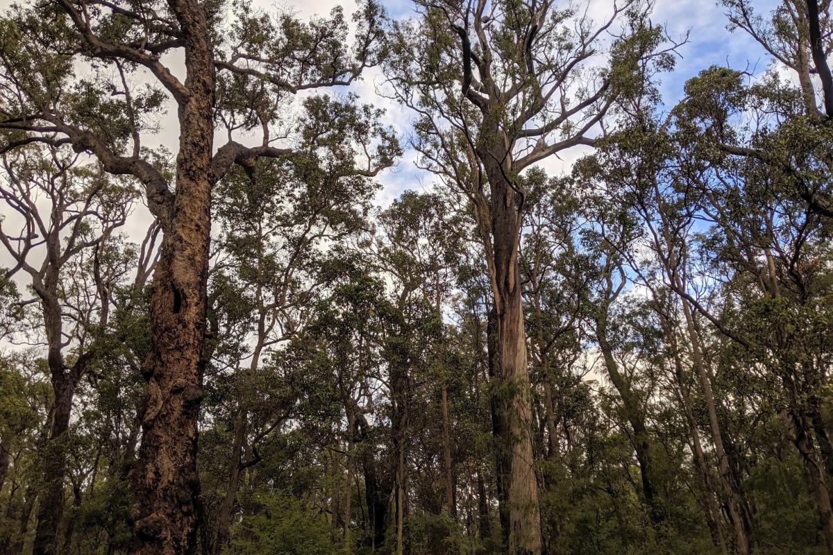 Marri and Jarrah forest in Hawke National Park