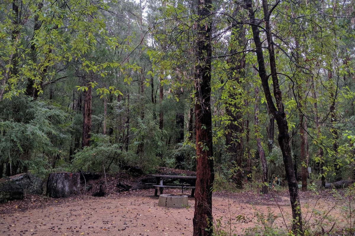 Campsite with picnic bench and fire ring in the forest at Grass Tree Hollow