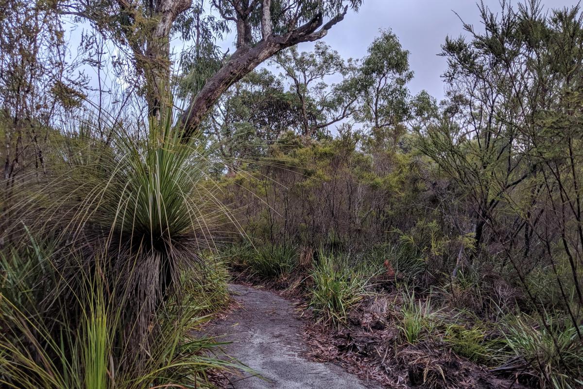 Walk trail linking the campsites and Goblin Swamp in Hawke National Park