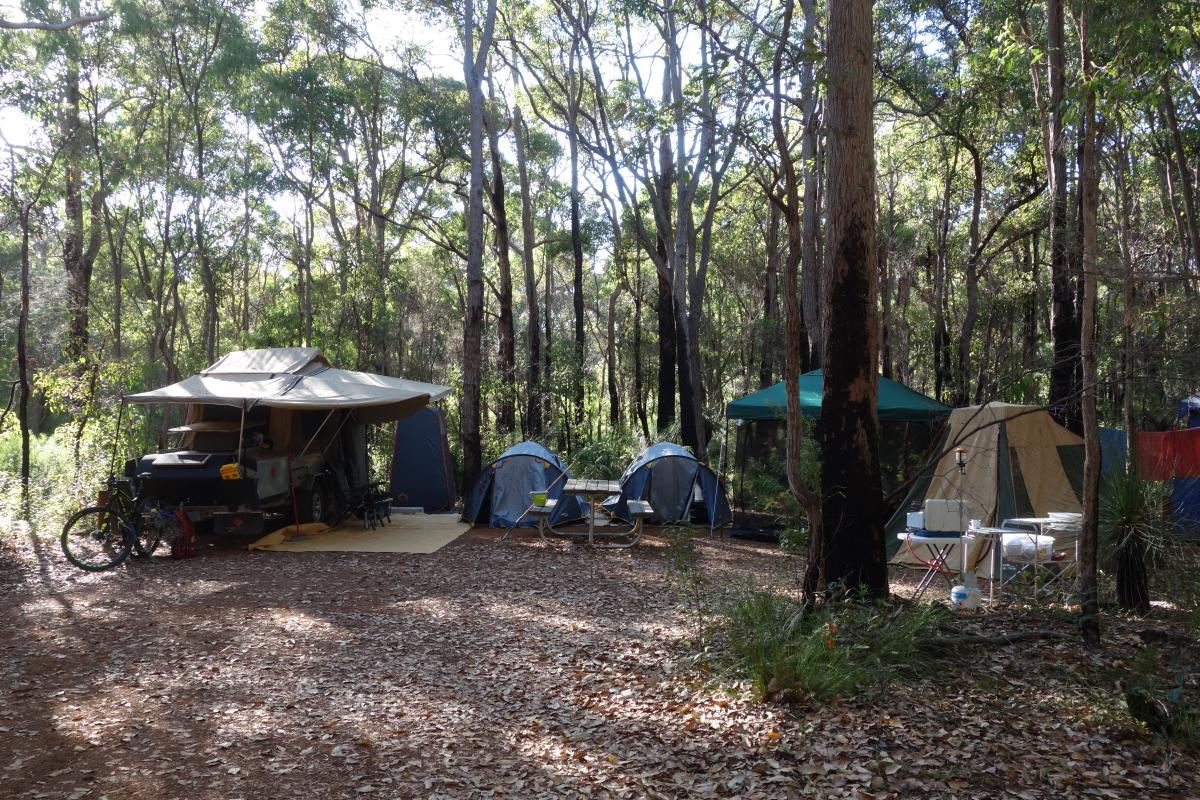 tents and camping equipment set up in a forest under the shade of tall trees