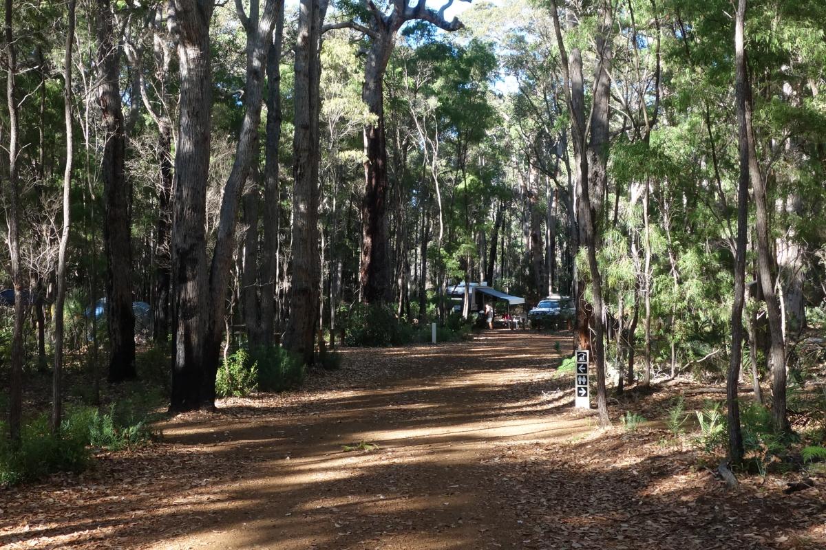 dirt tracks in a forest leading to campground sites with campers in the distance