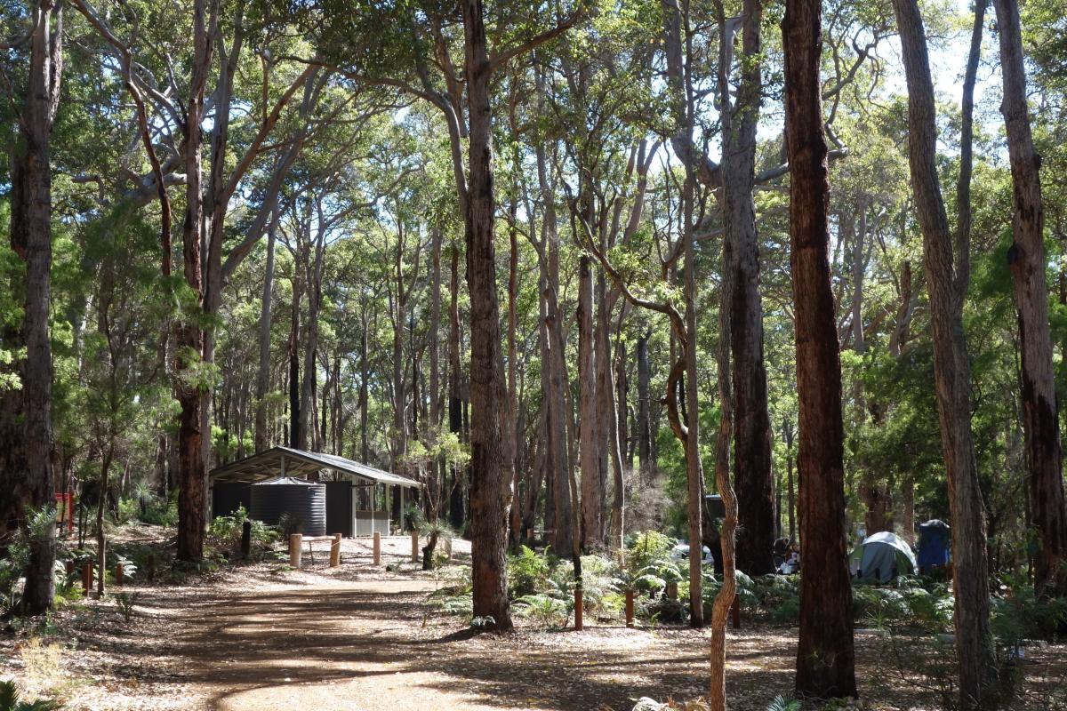dirt track leading through the forest to campground buildings with tents in the background 