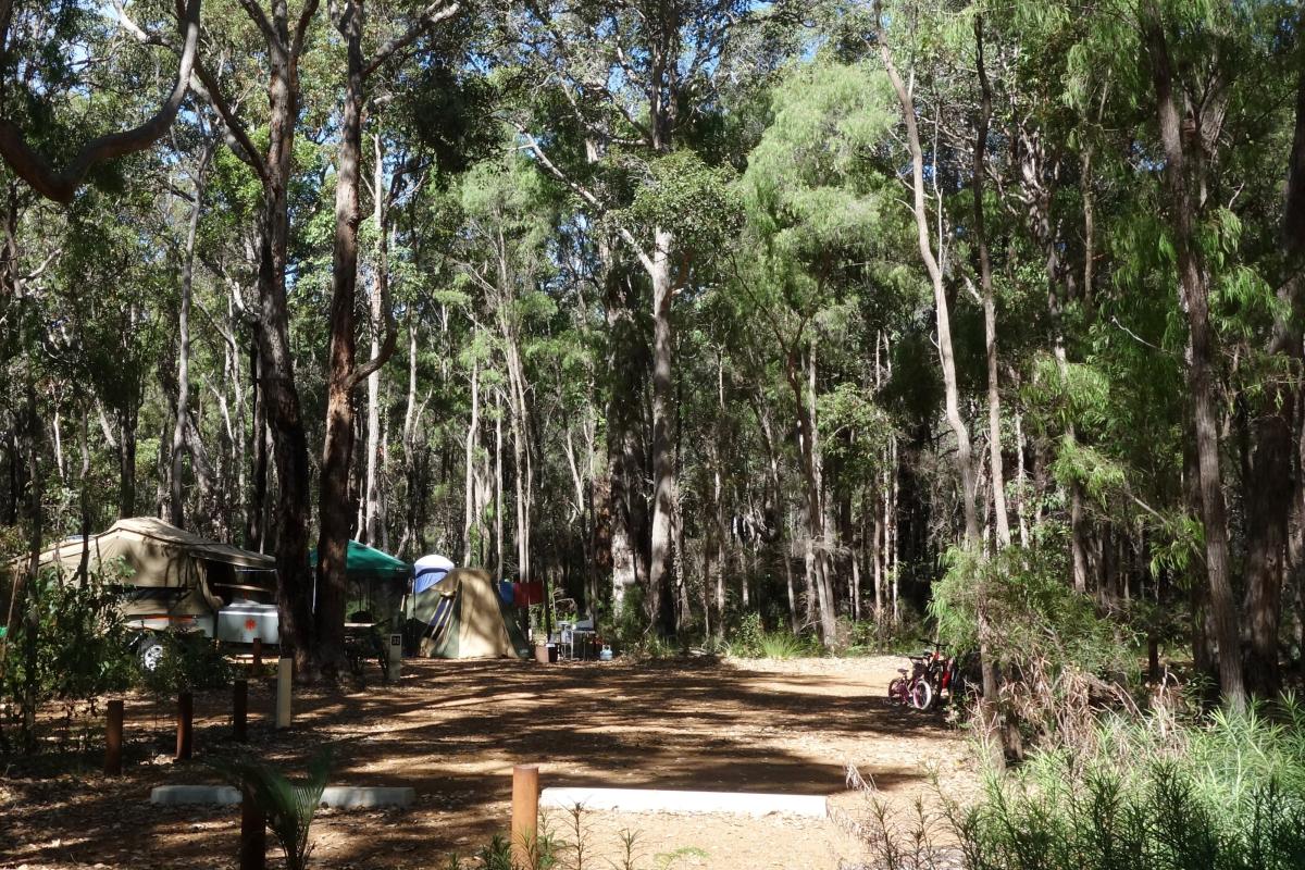 tents and camper trailer pitched beneath shady trees in a forest campground