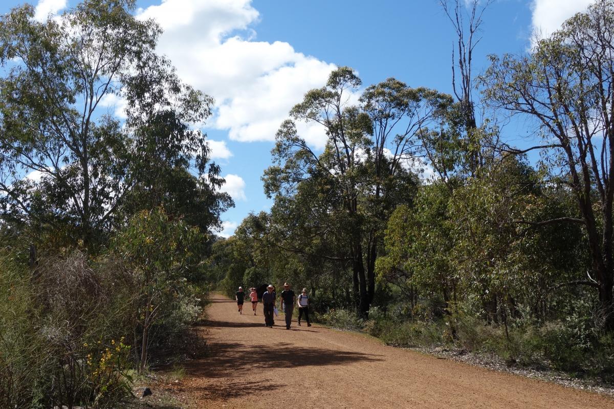 group of hikers walking on a gravel trail path in a green native forest