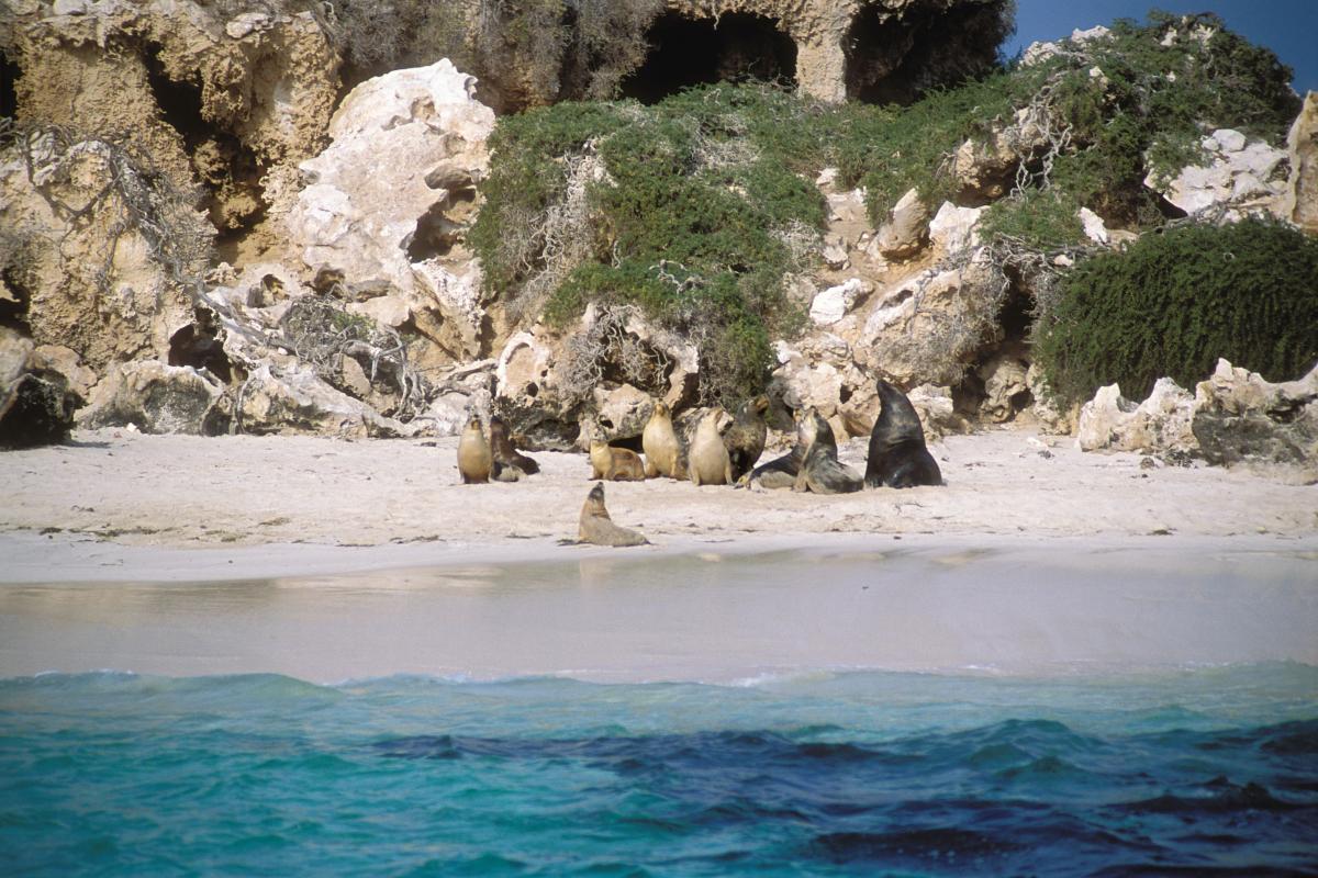 view from water of seal sitting on a beach with limestone rock behind him 