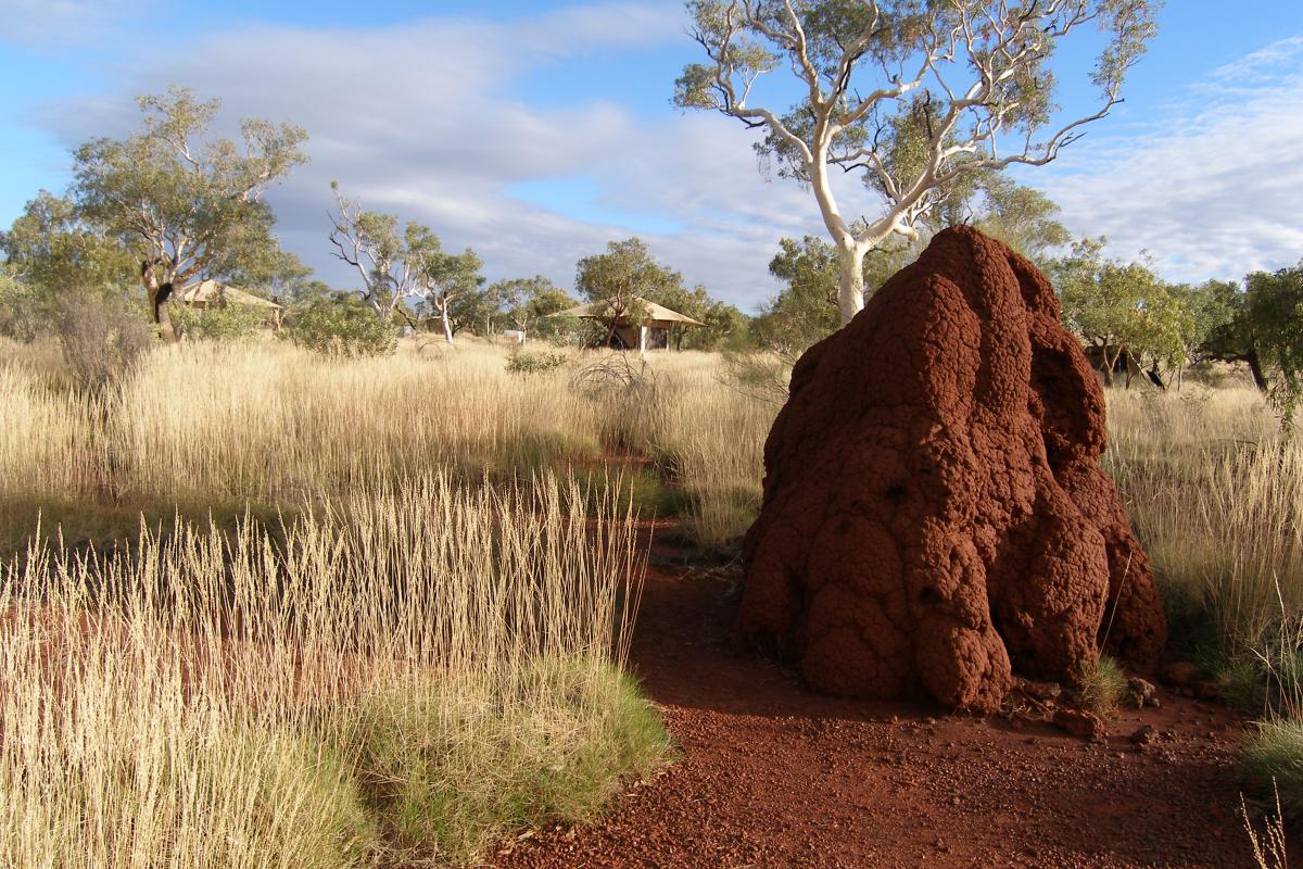 Termite mound in the foreground with red dirt, spinifex grass and trees.