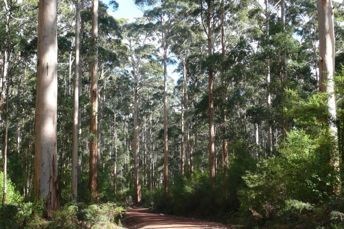 dirt drive trail through tall trees