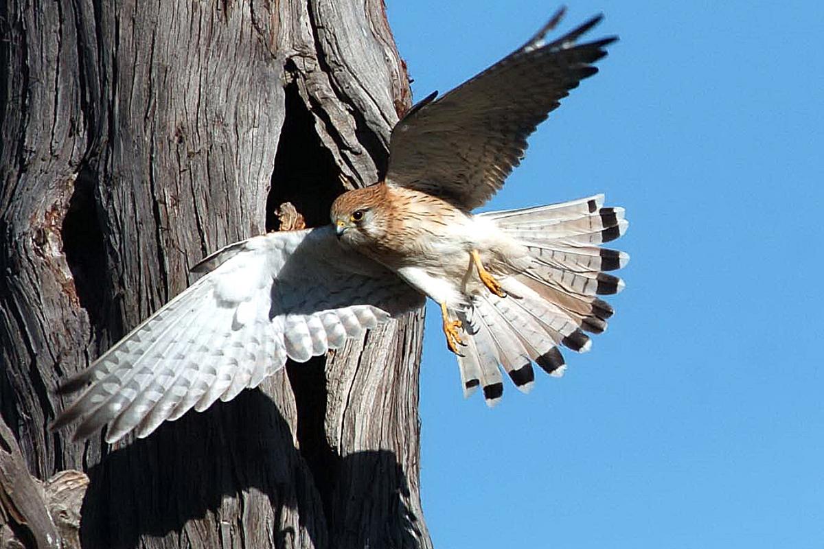 brown and white bird of prey flying close to tree trunk 