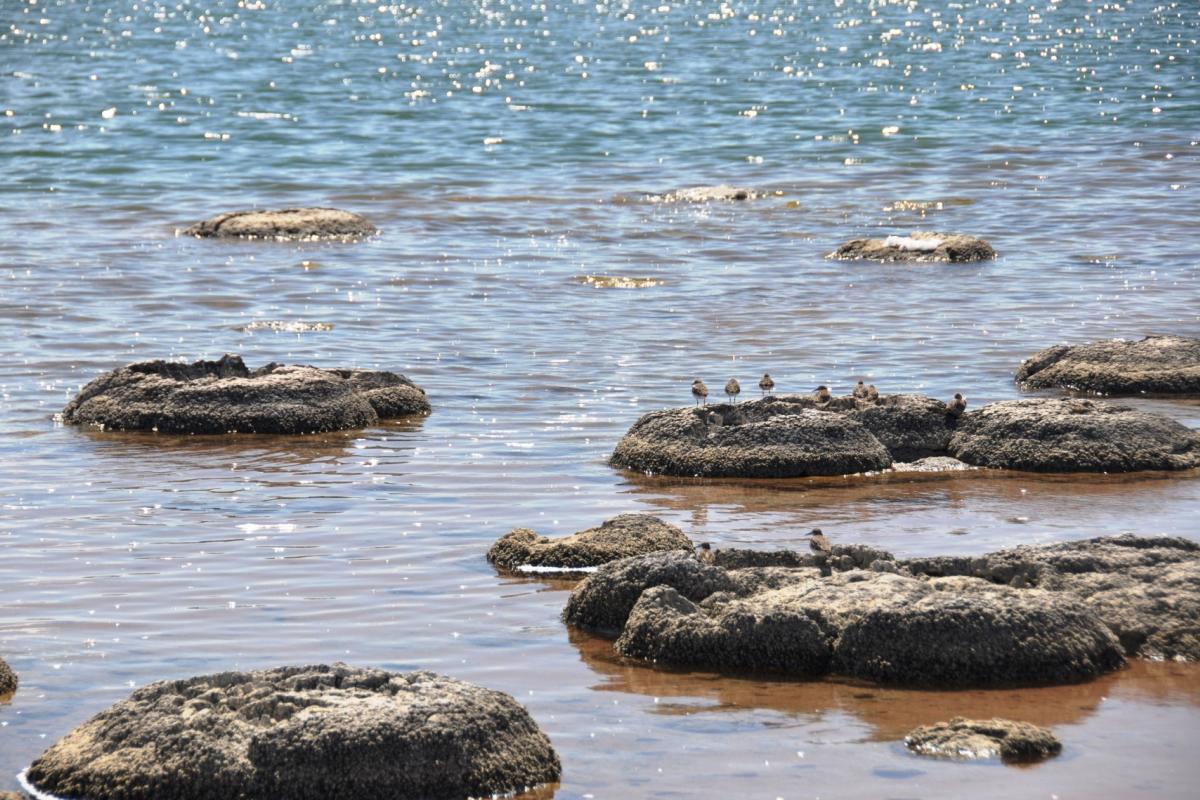 close up view of exposed ancient stromatolites on a body of water 