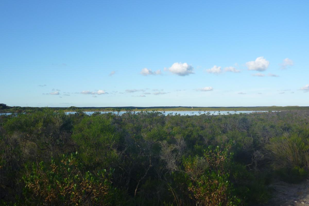 dense vegetation with a large lake in the distance