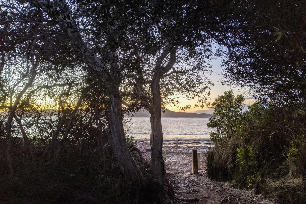 Lucky Bay Campground beach access path at sunrise, with the ocean in the background behind trees