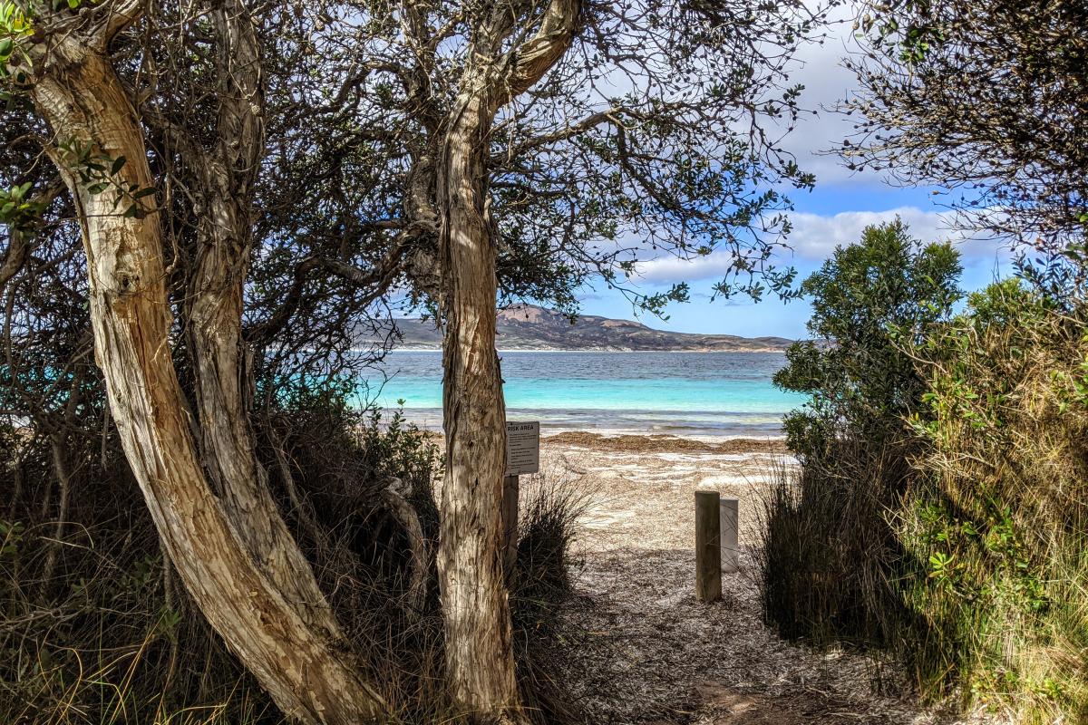 Beach access path from Lucky Bay Campground with paperbark trees and a view of seagrass on the beach and clear turquoise water