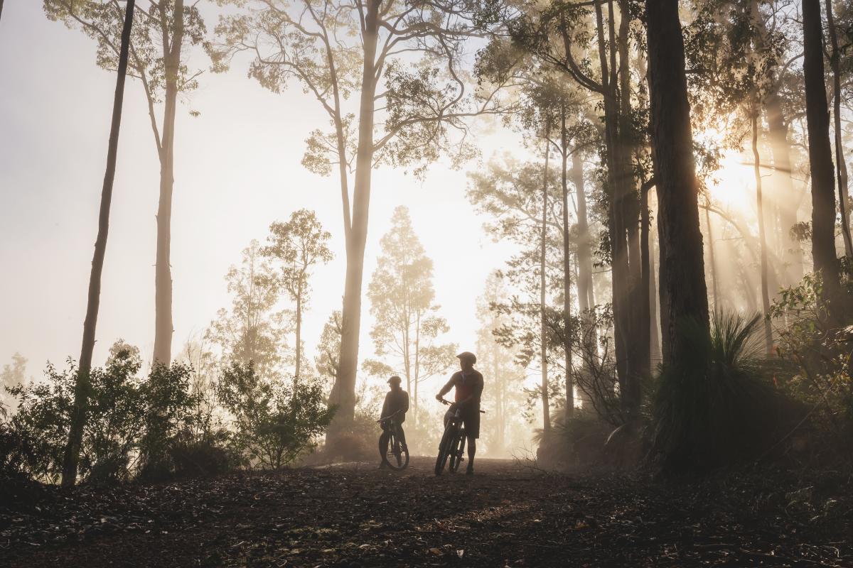 Two people with mountain bikes standing at the top of a trails surrounded by tall trees and mist as the sun comes up
