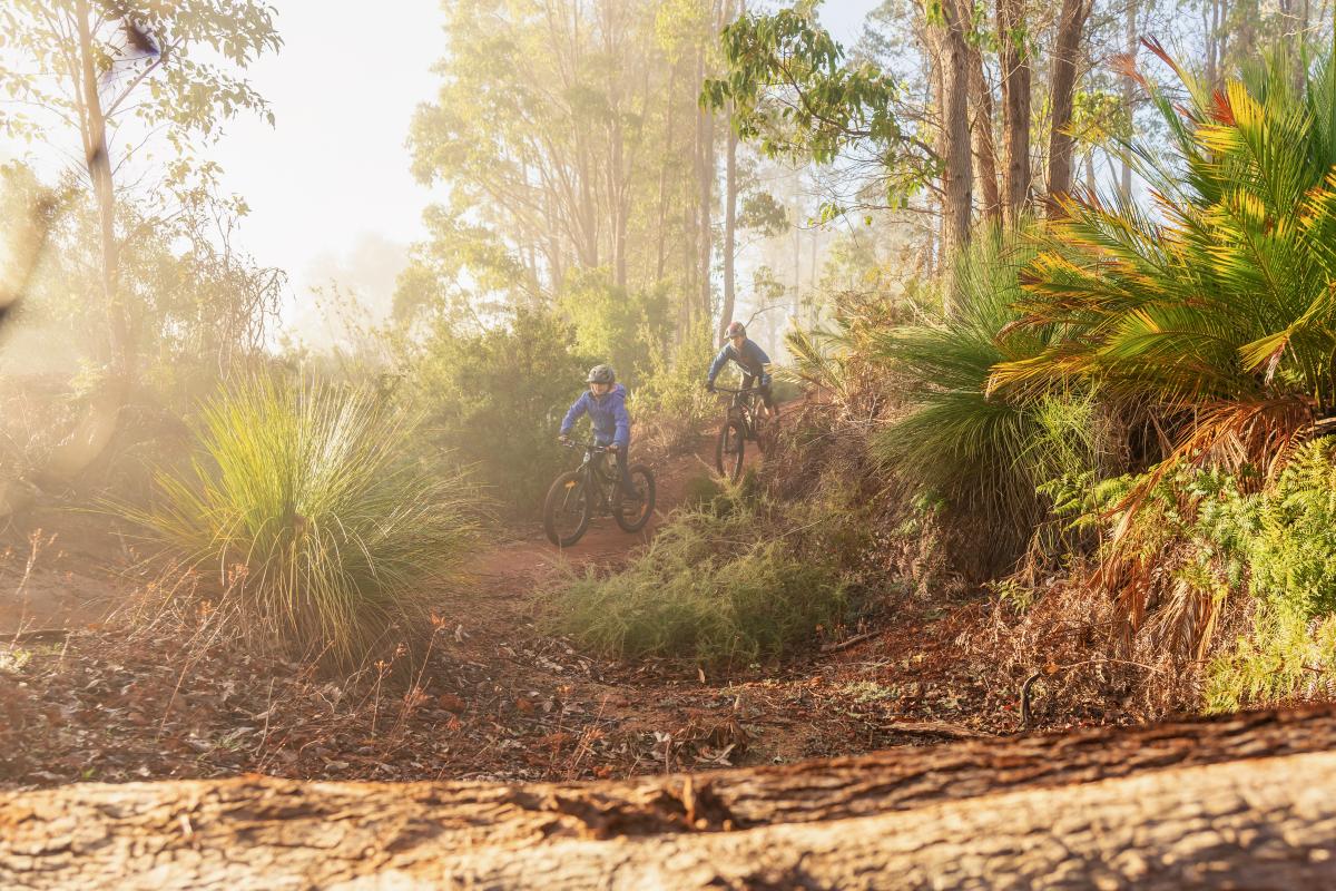 Two people riding mountain bikes down a dirt trail surrounded by green shrubs and trees