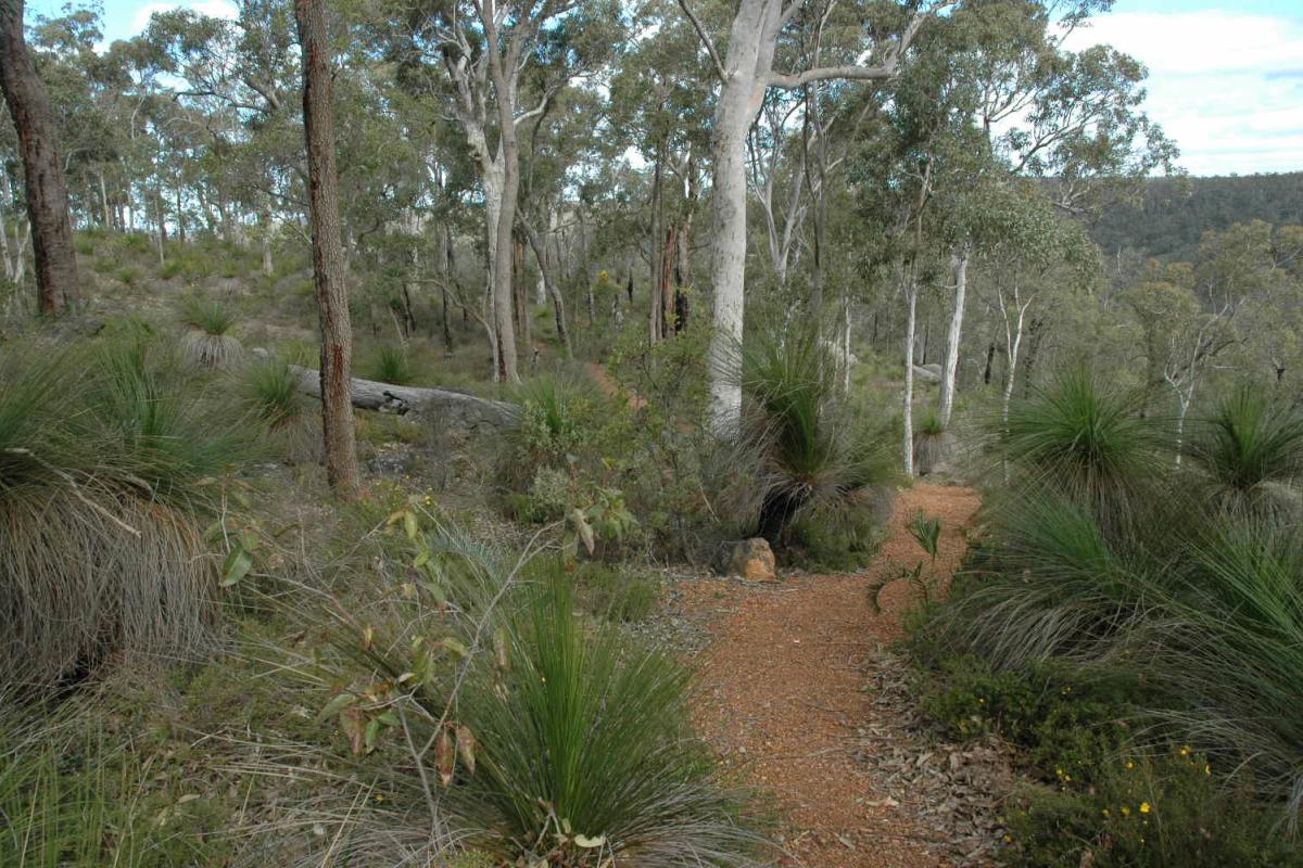 dirt trail leading through lush greenery 