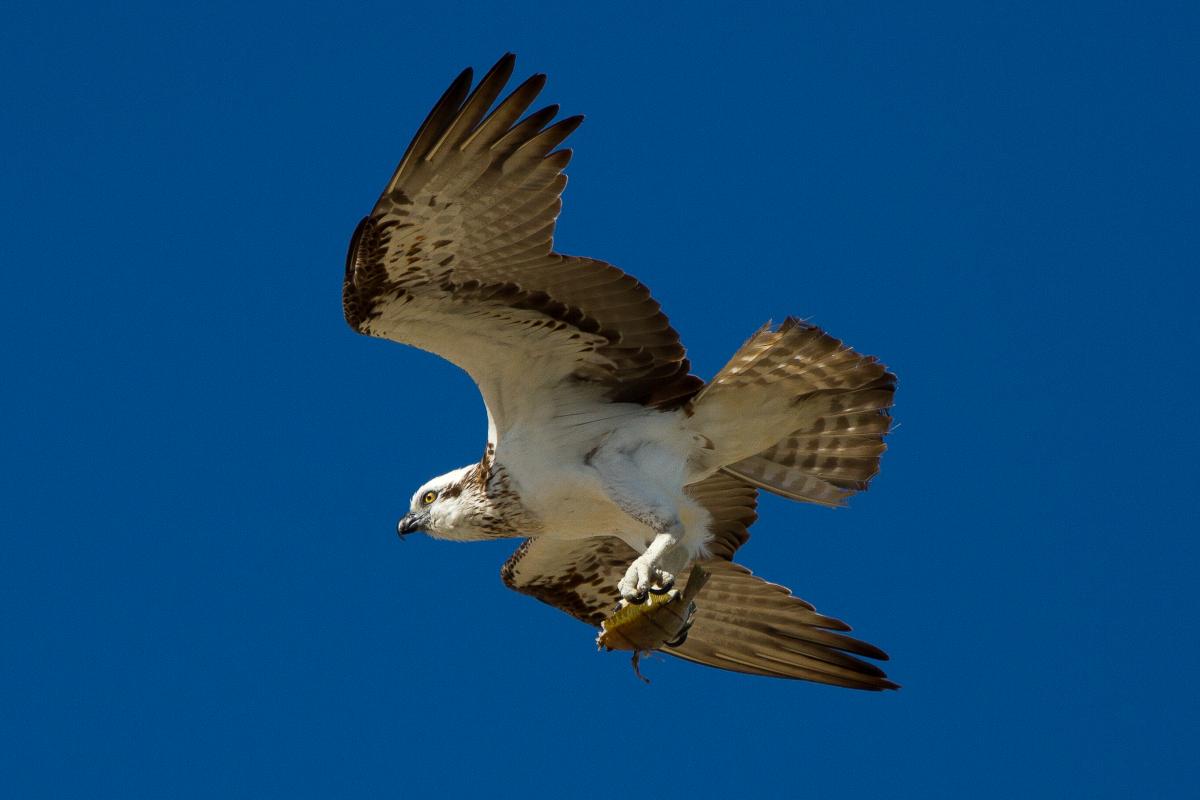 Large white and brown bird of prey flying with fish in talons
