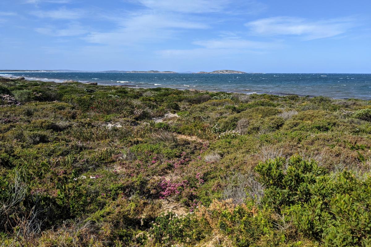 Flowers in the coastal heath at Rossiter Bay with the ocean in the background