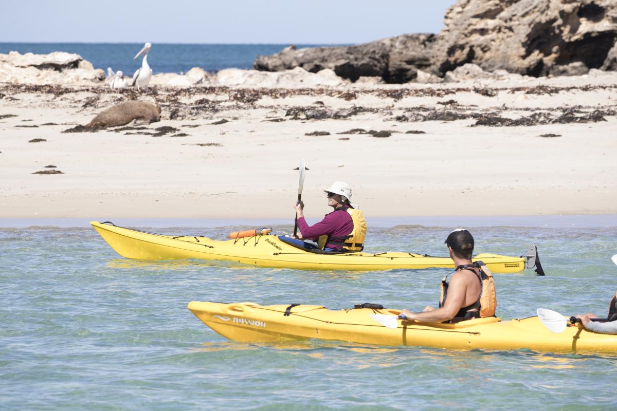 Two people in yellow kayaks on the ocean paddling past a sandbar with a sleeping seal