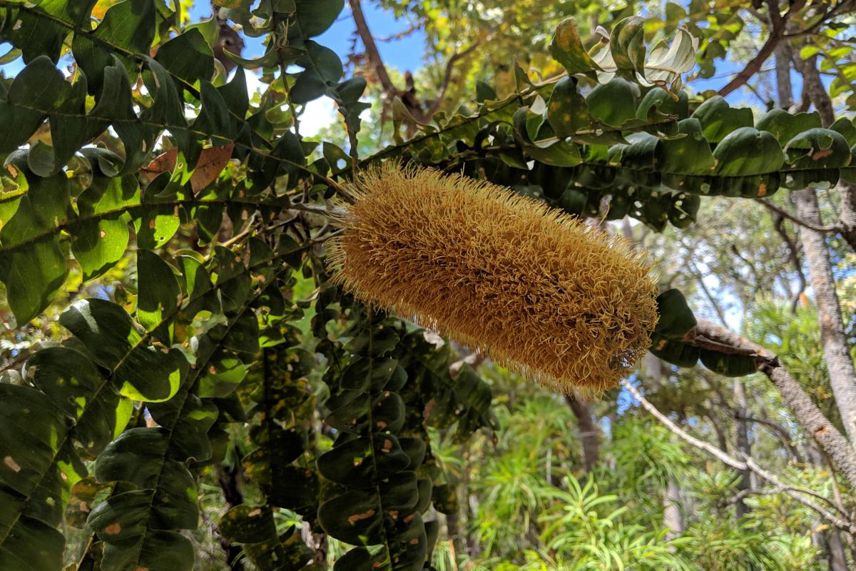 Banskia in bloom in Summer at St John Brook Conservation Park Banskia flower