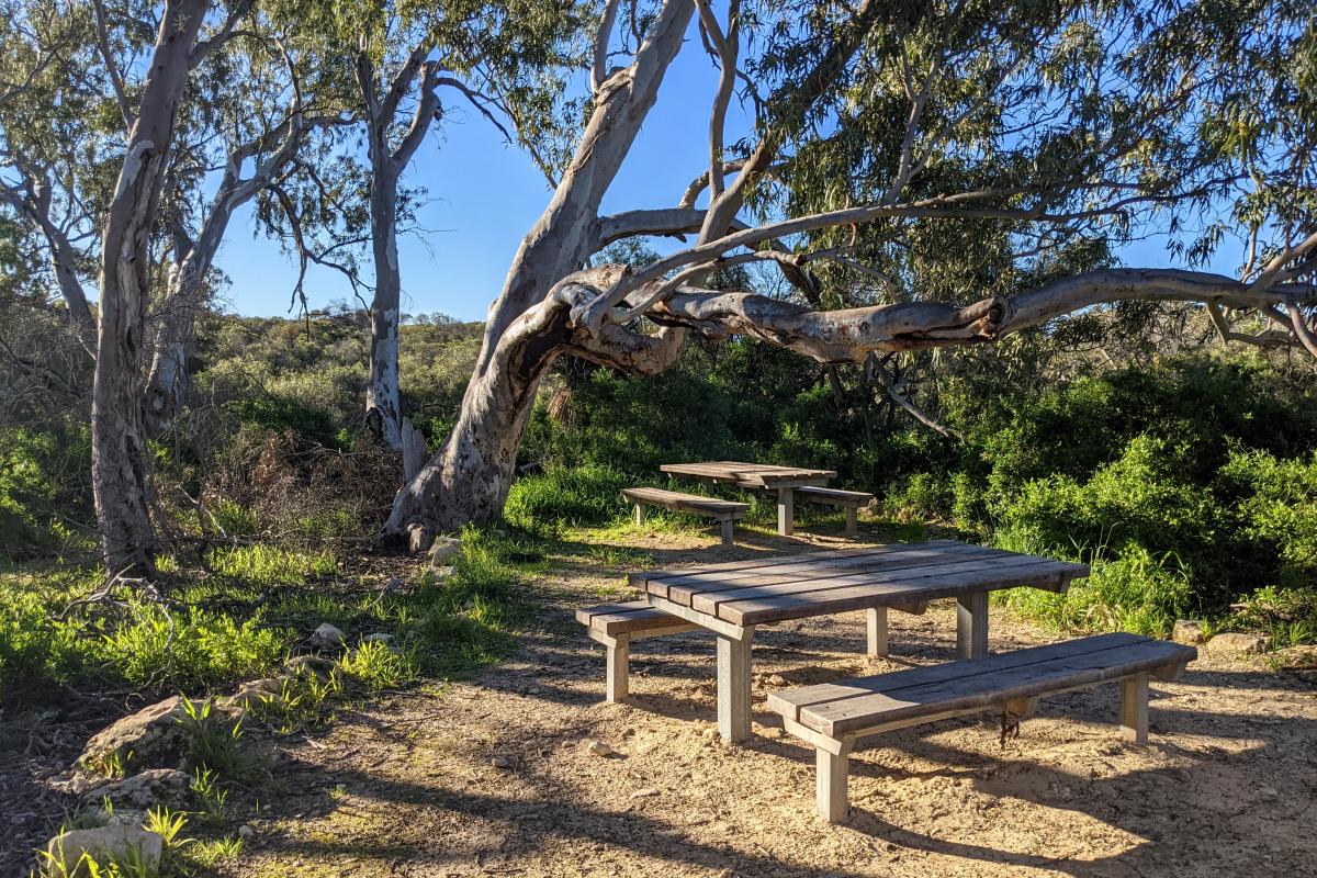 Picnic benches under a tree on a flat surface
