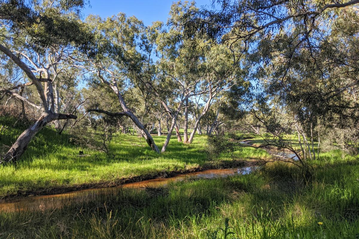 Trees and grass and a shallow creek