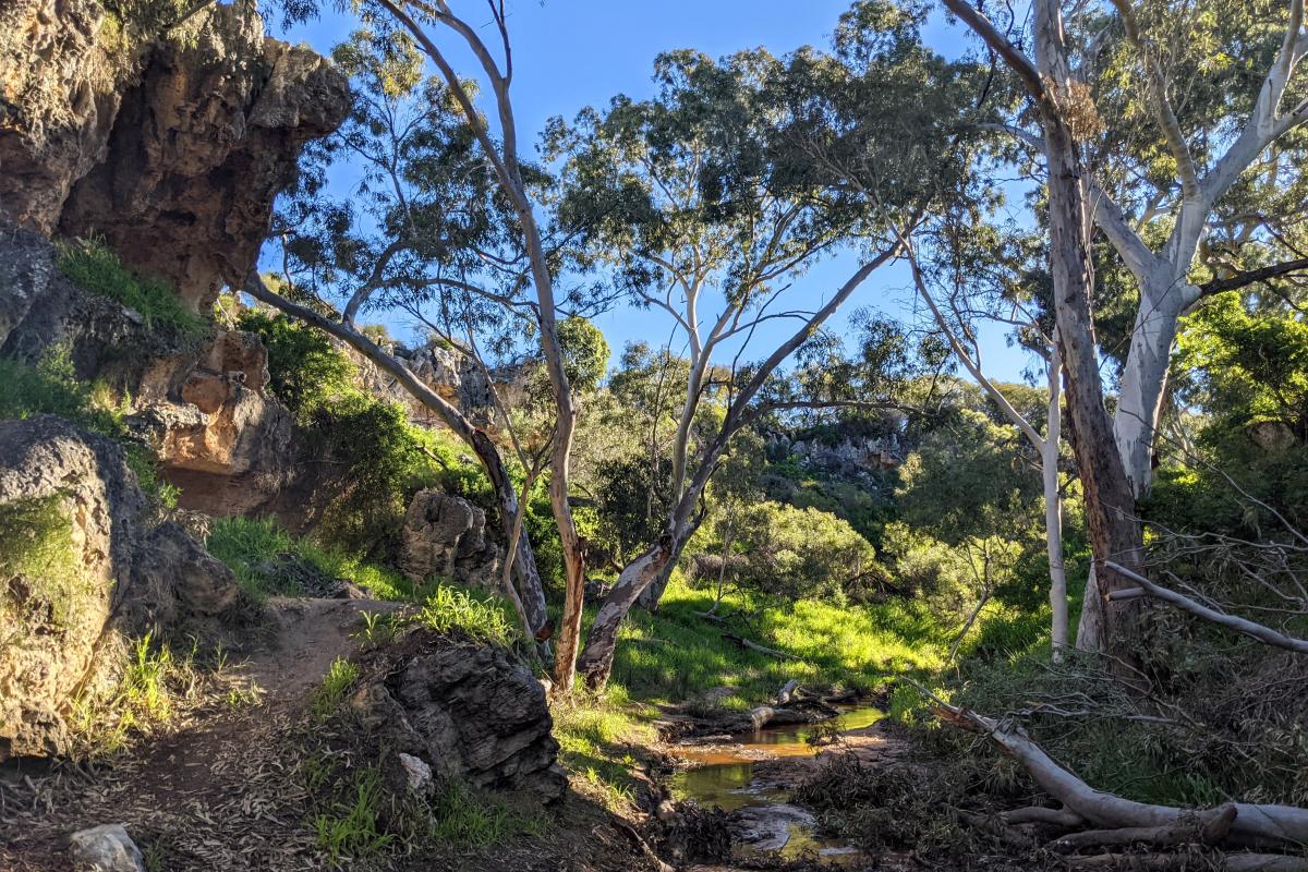 Limestone valley with wandoo trees and a creek