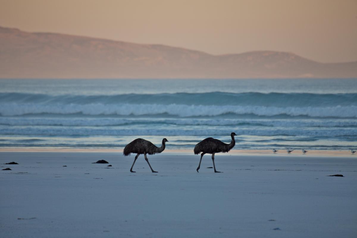 Cape Arid National Park emus two emus walking along a beach