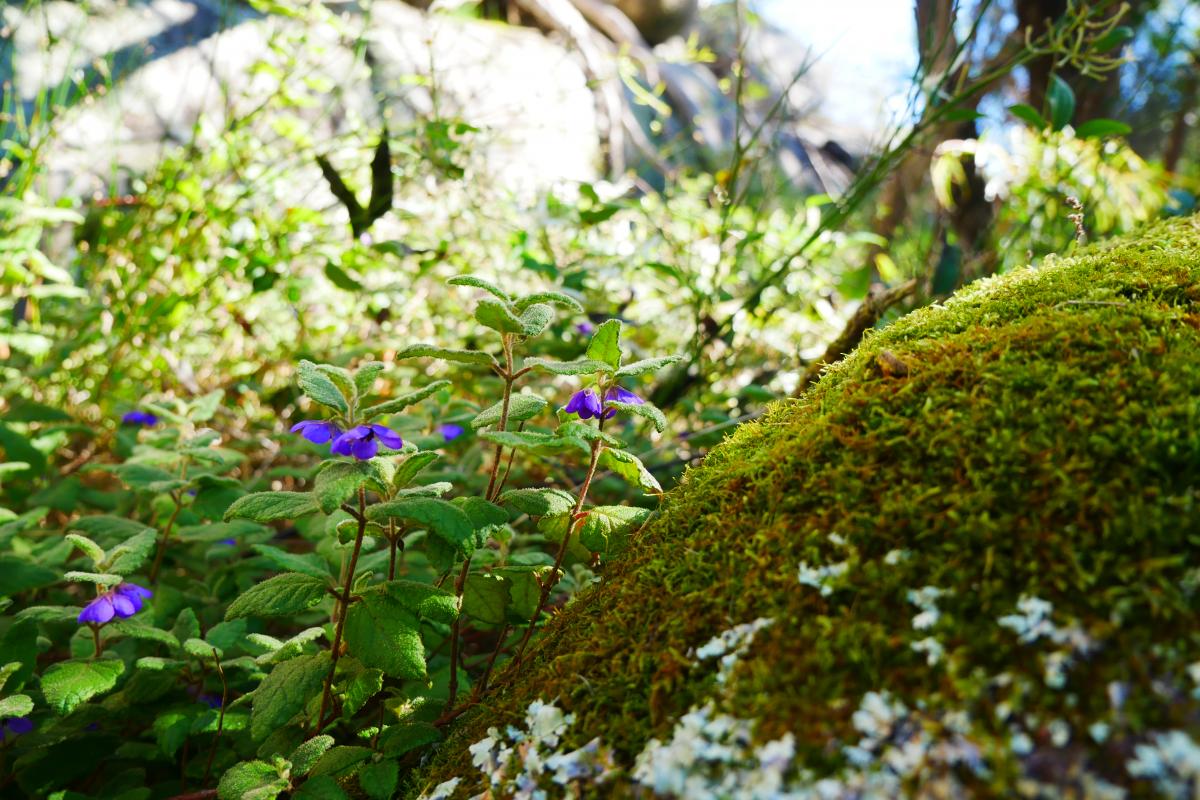 green plants and purple flowers 