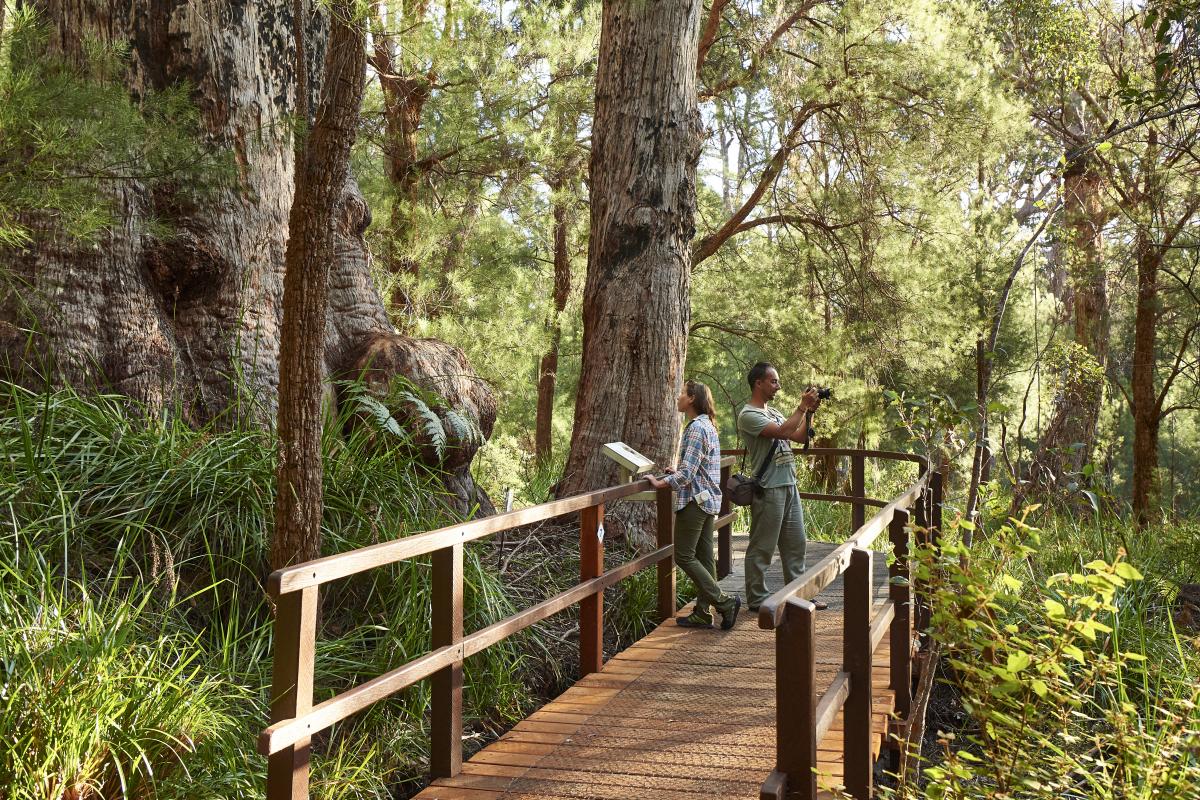 two people walking on the wooden boardwalk through the ancient tingle trees