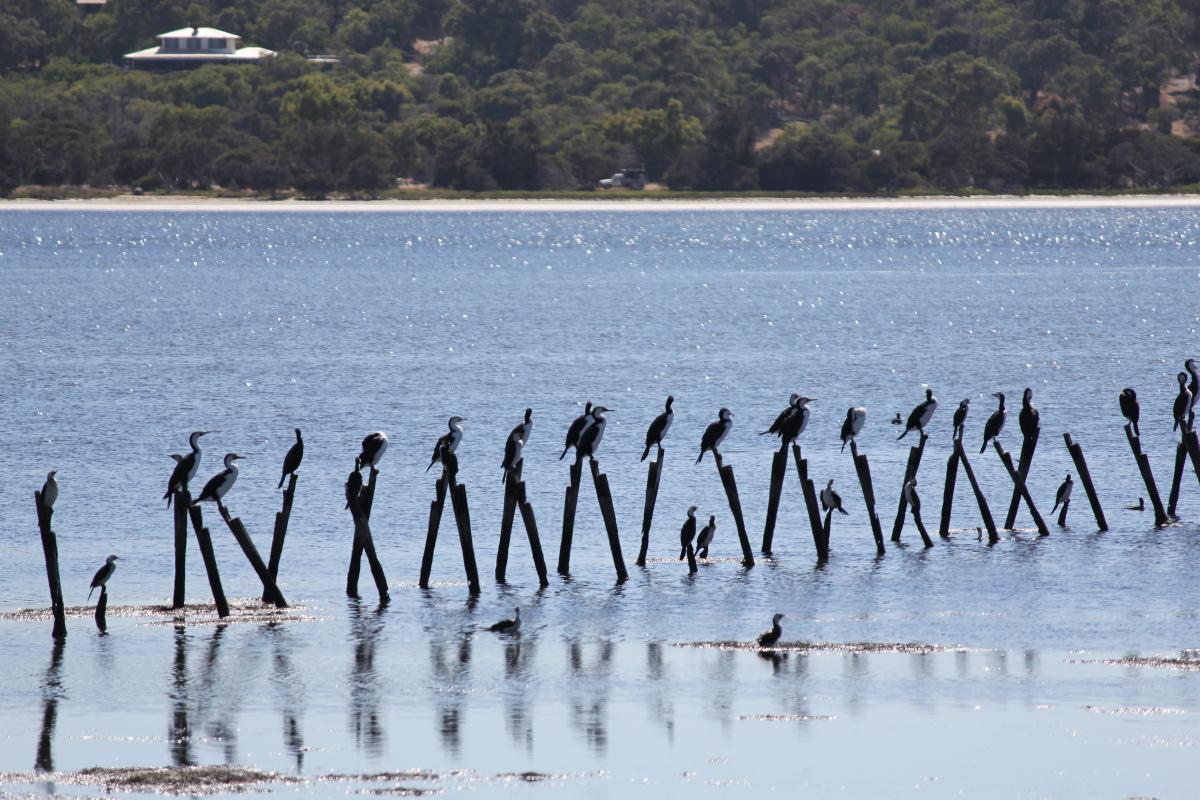 birds roosting on the sticks of a fish trap in the estuary