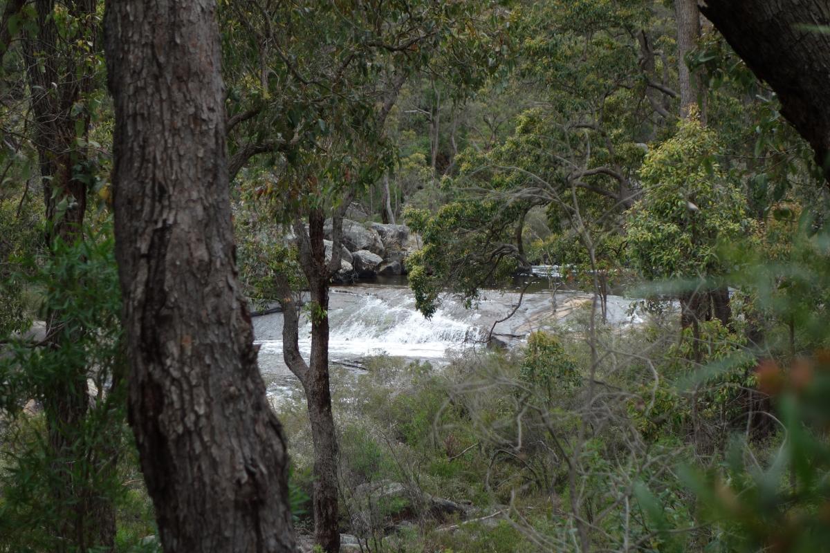 Big Rock, Wellington National Park tall trees with a glimpse of water falls over a rocky ridge
