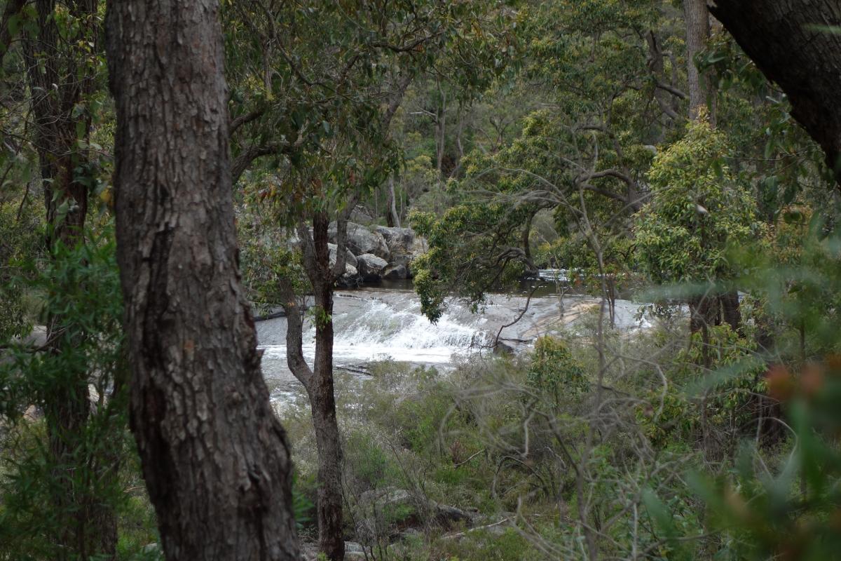 tall trees with a glimpse of water falls over a rocky ridge