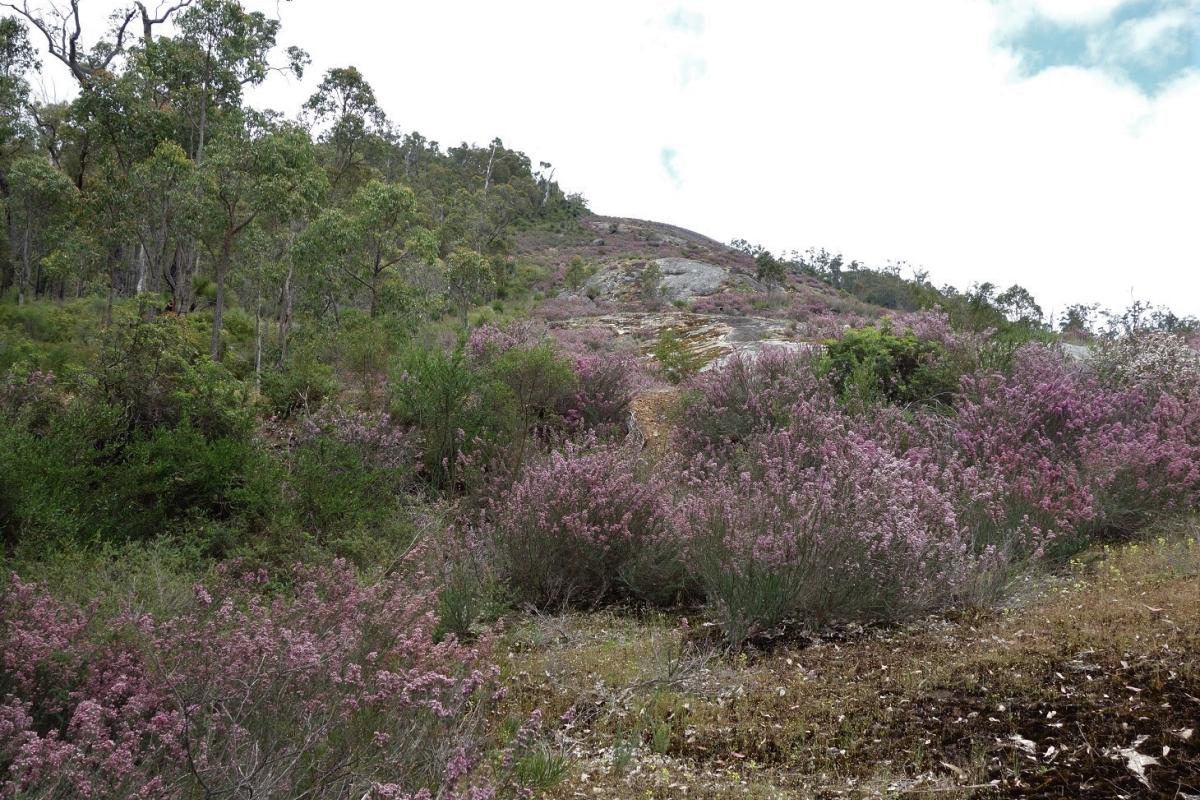 Big Rock, Wellington National Park purple flowering shrubs with large granite hill and forest flanking the left side