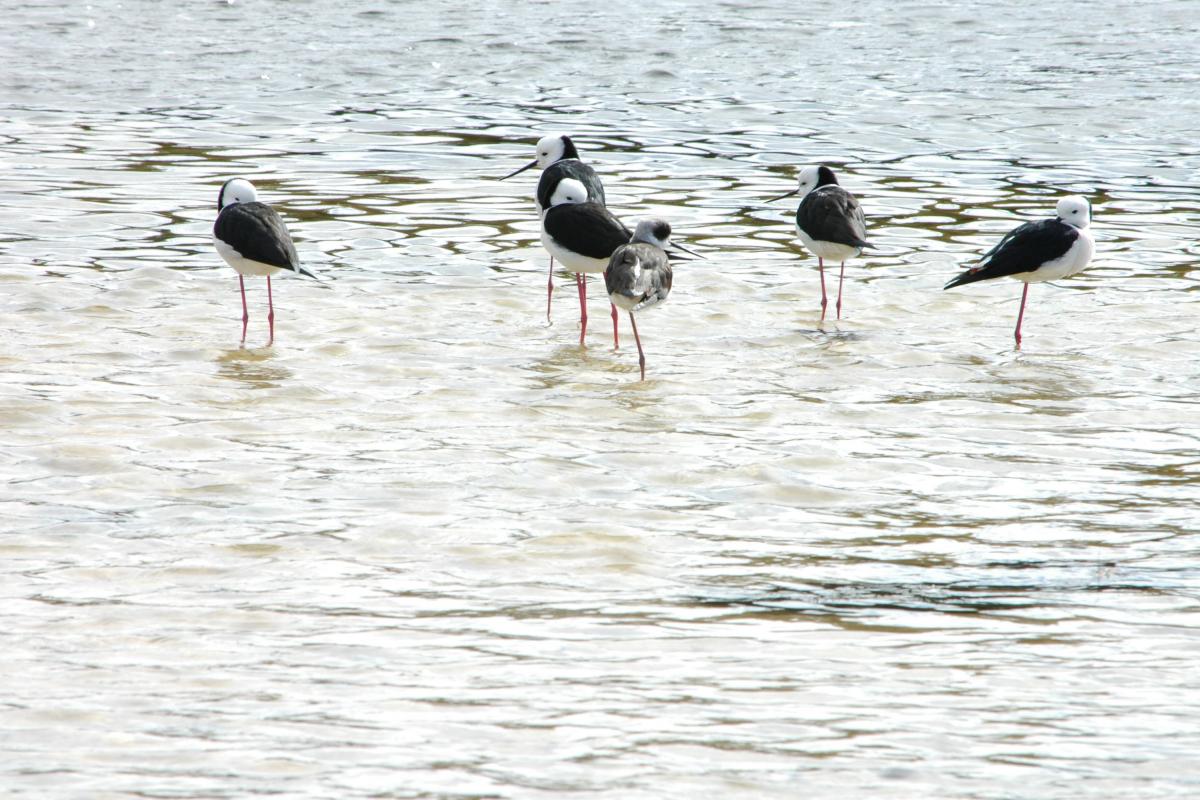 black and white birds wading in the water