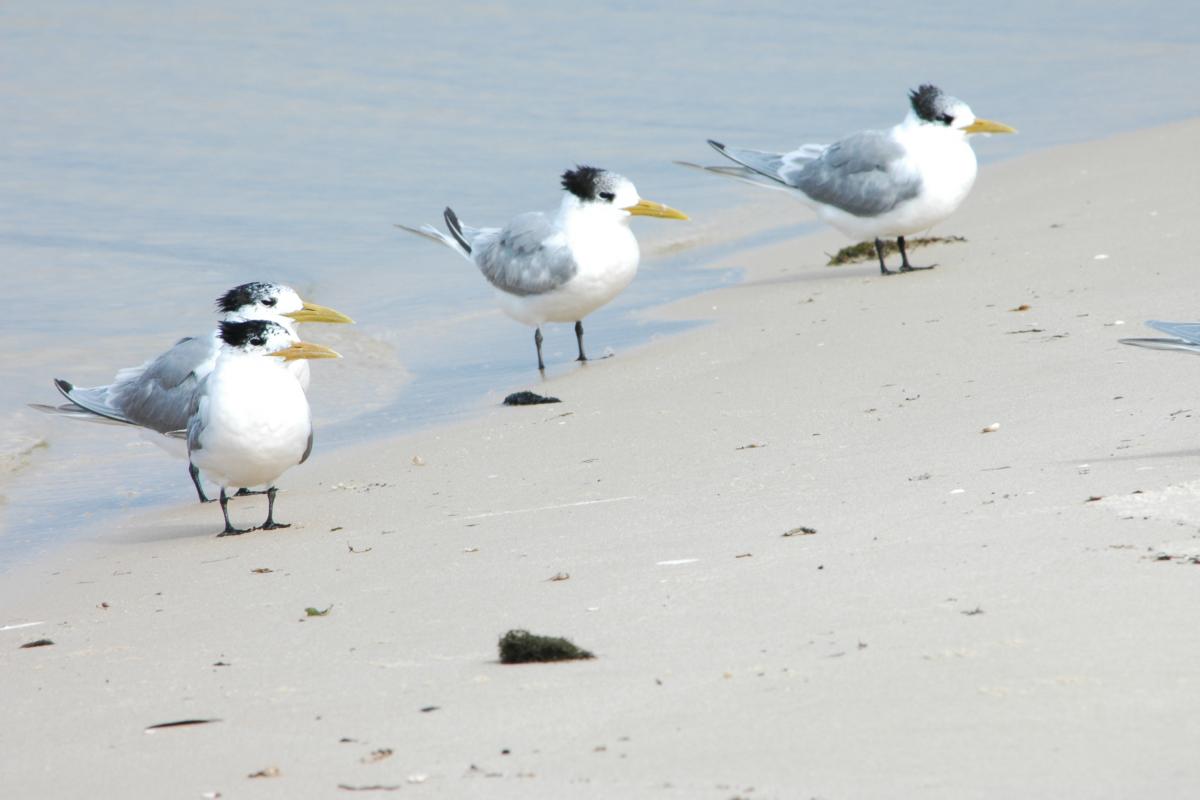 black and white birds wading in the water