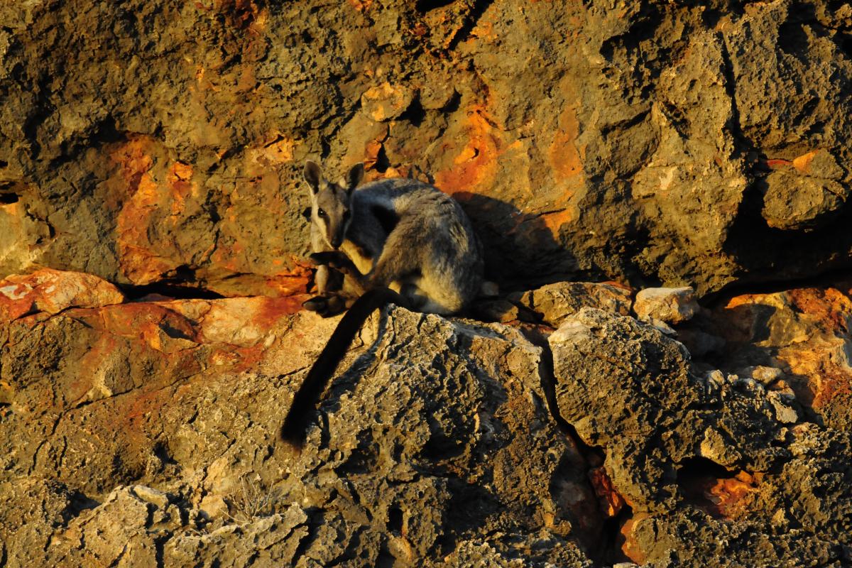 black foot rock wallaby in the escarpment