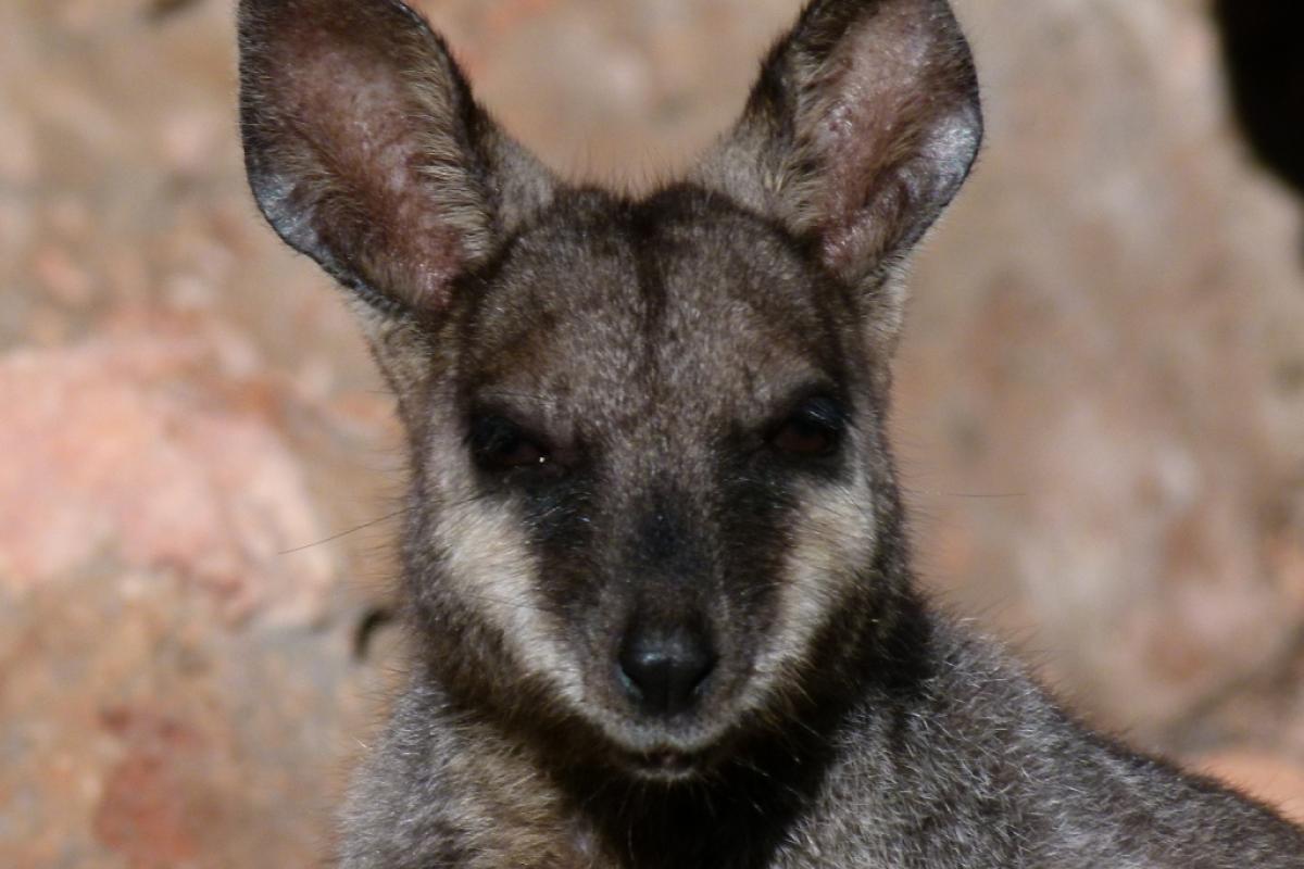 Black foot rock wallaby. head of the black foot rock wallaby