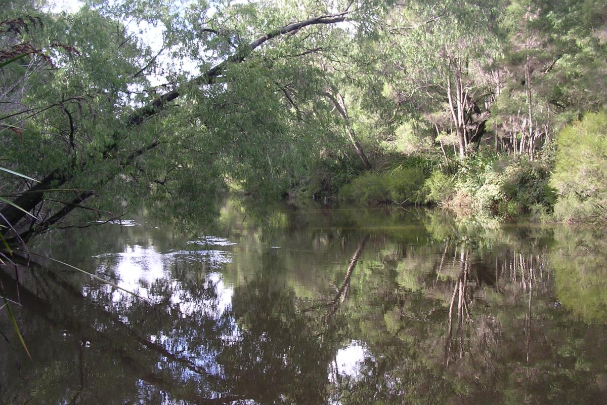 Warren River with lush vegetation
