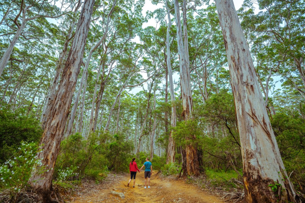 people walking in the tall boranup karri forest 