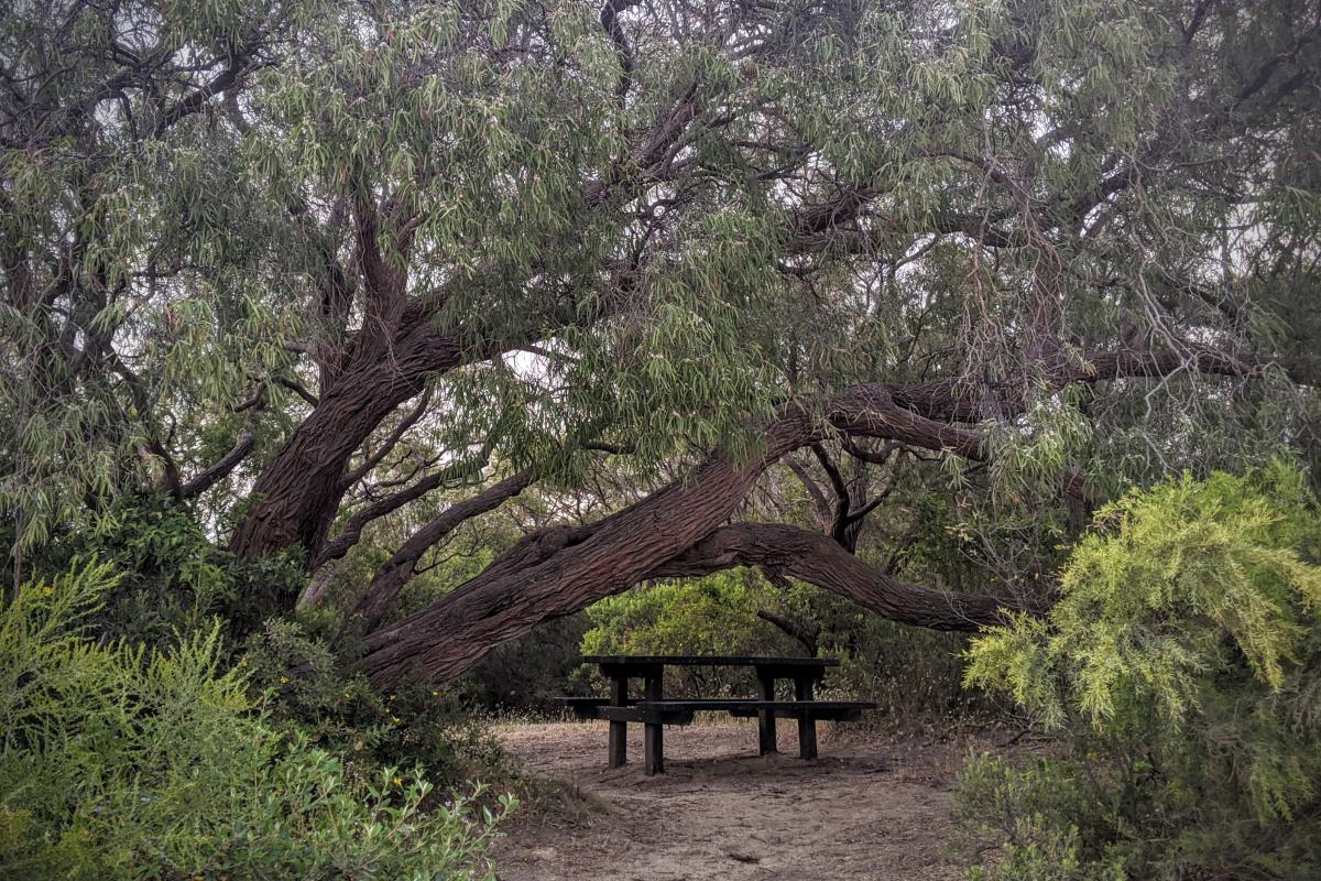 Wooden picnic bench beneath a sprawling peppermint tree