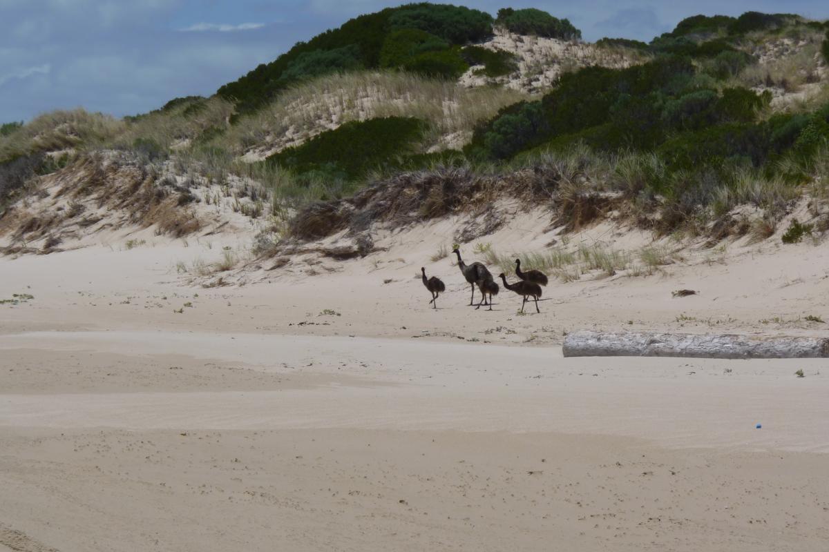 emus walking on white sandy beach and vegetated sand dunes in the background