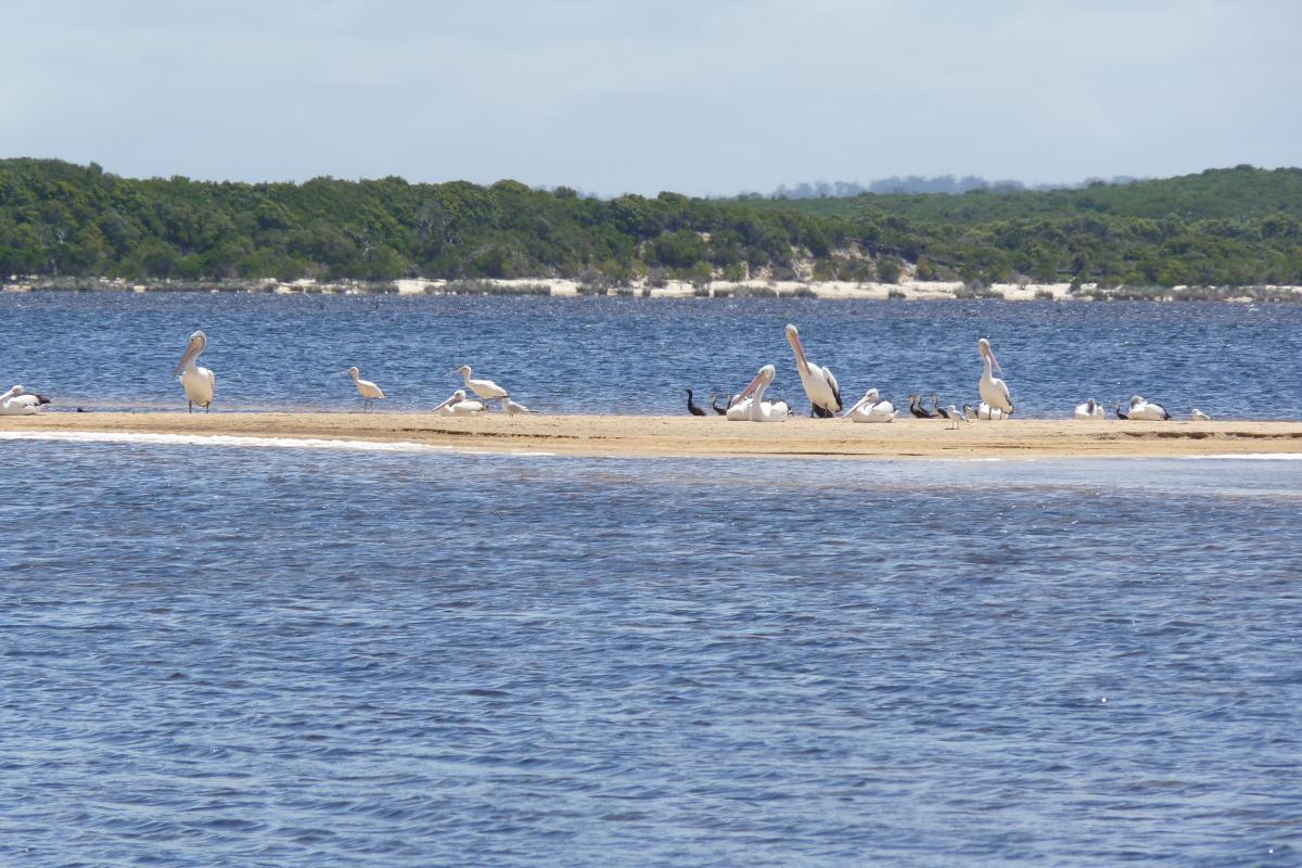 pelicans on resting on a sandbar in the shallows of an inlet