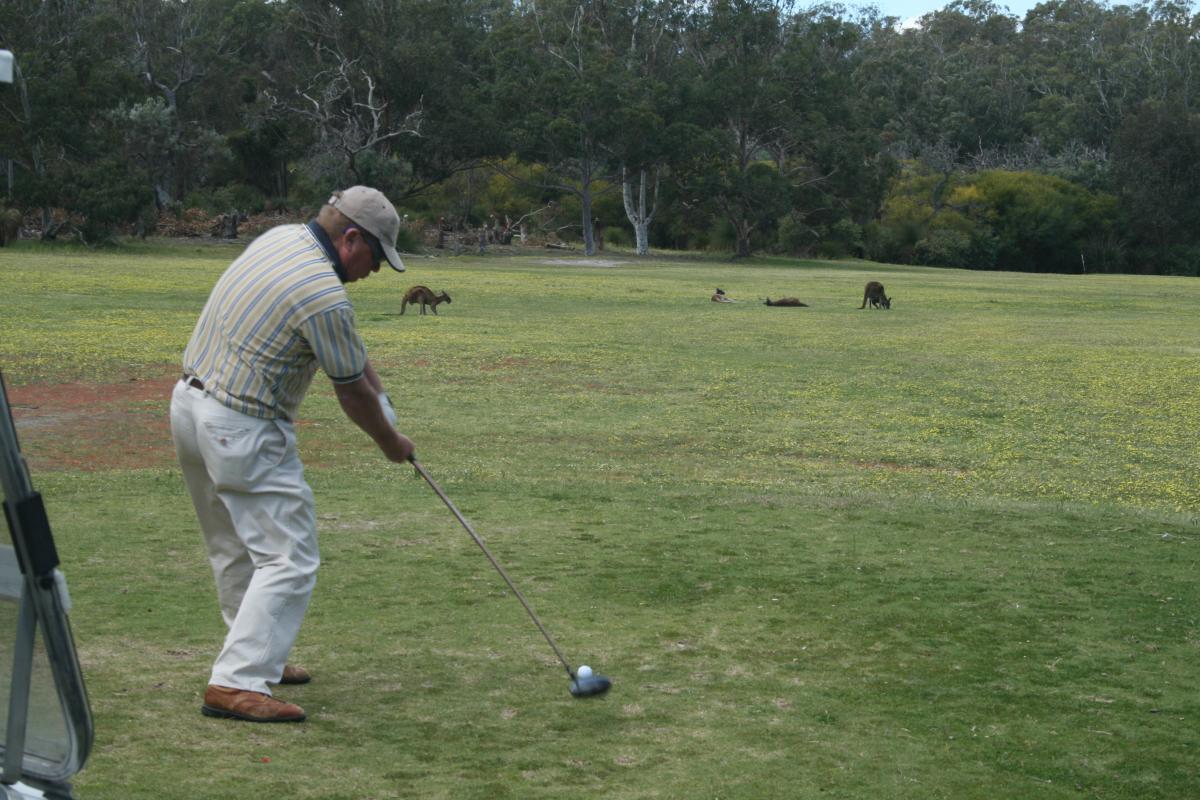 Golf Course, Yanchep National Park Visitor playing golf with kangaroos in the background.