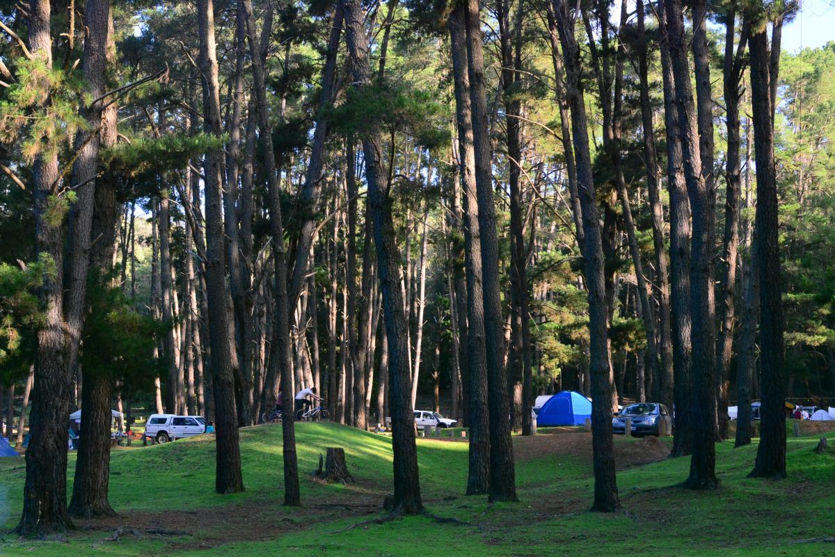 tents and vehicles set up in the pine trees