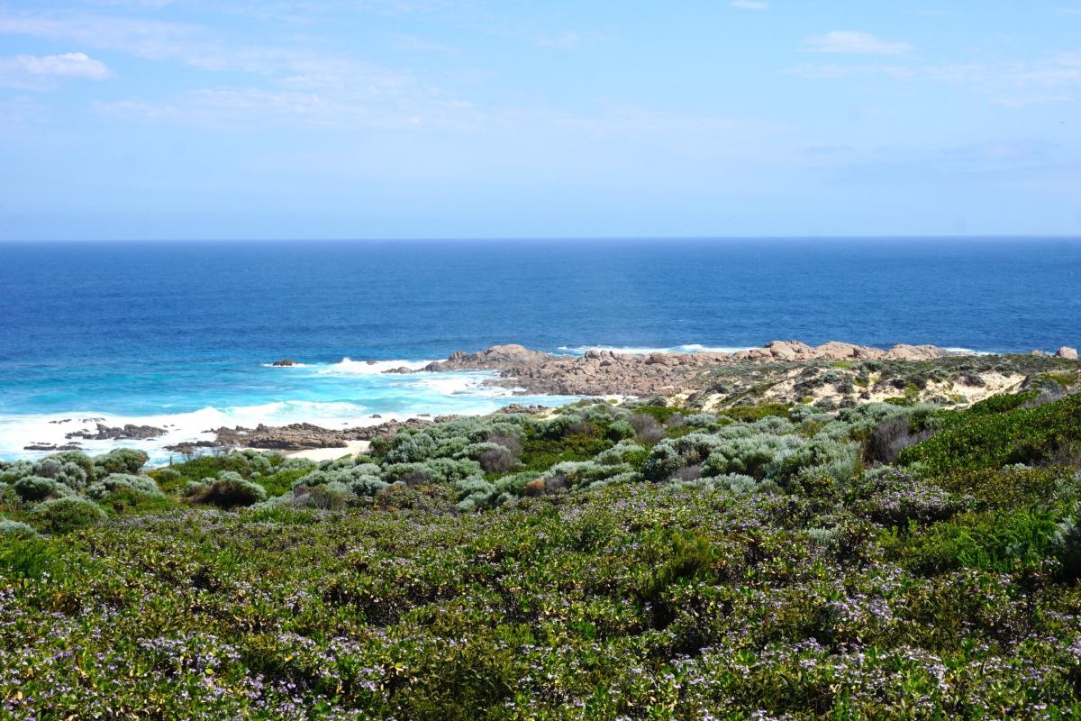 coastal heath landscape with rocky headland and blue ocean