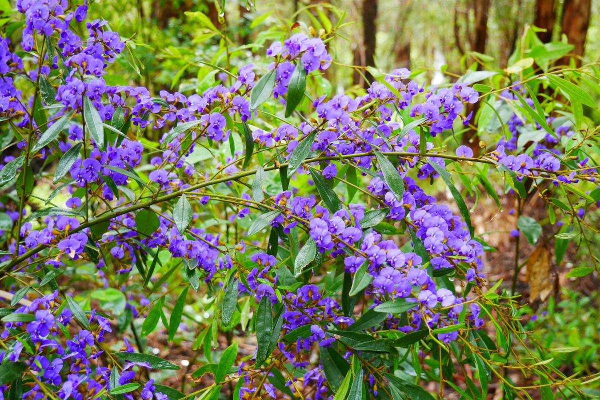 bright purple flowers of the hovea vine